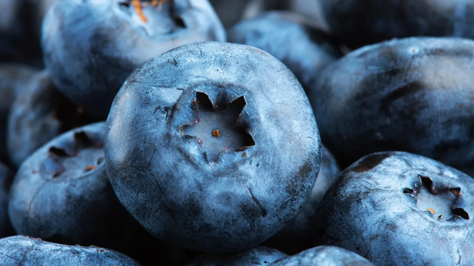 Wild Blueberries Boost Heart and Gut Health: New Review